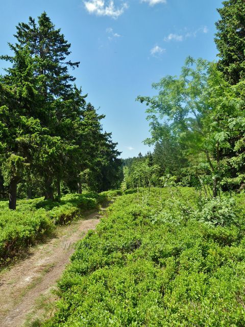 Hraniční stezka z Vrchmezí k Masarykově chatě