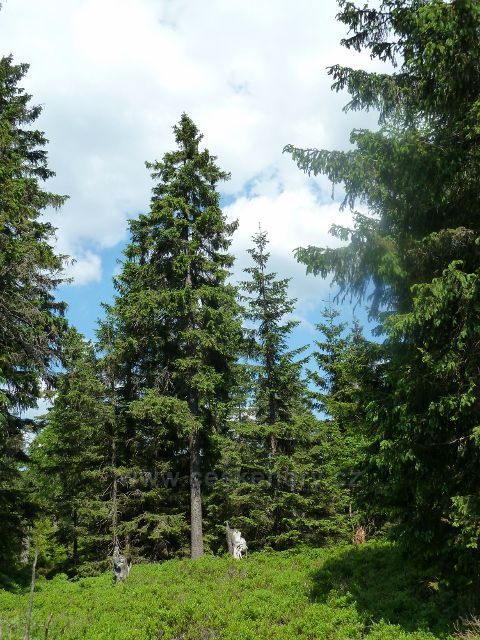 Lesní porost podél hraniční stezky z Vrchmezí k Masarykově chatě