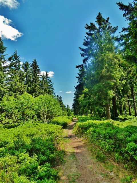 Hraniční stezka podél NPR Bukačka