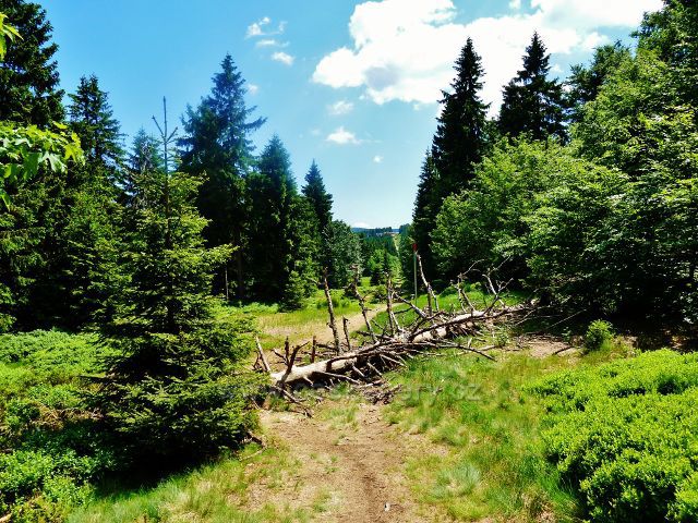 Hraniční stezka podél NPR Bukačka