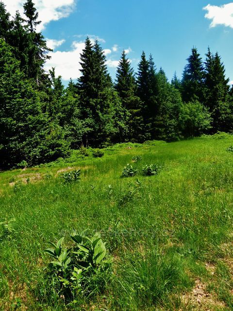 Lesní loučka v NPR Bukačka