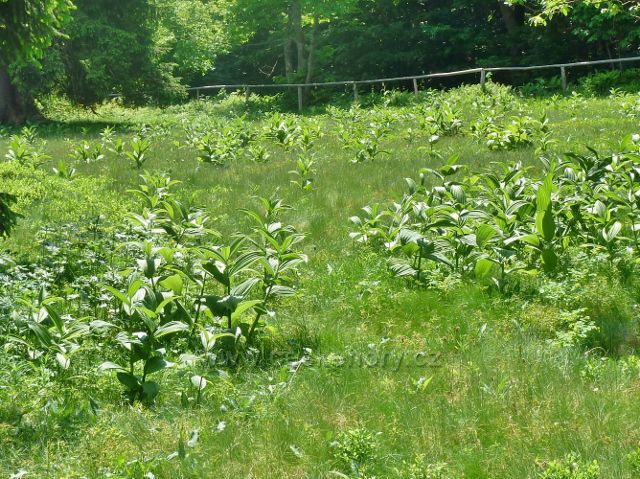 Lesní loučka v NPR Bukačka