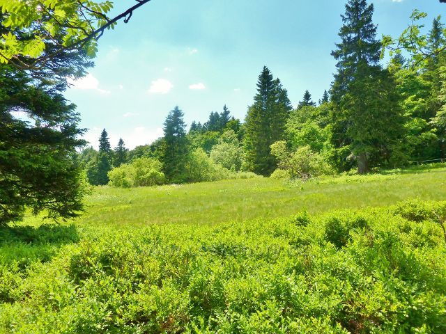 Lesní loučka v NPR bUKAČKA