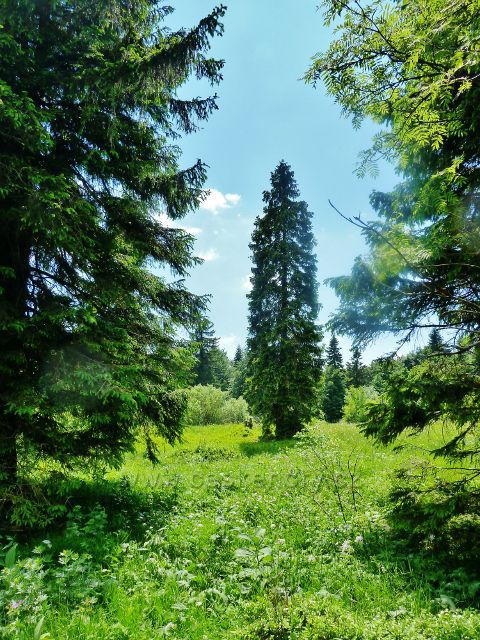 Lesní loučka v NPR Bukačka
