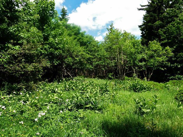 Bylinný porost u hraniční stezky pod NPR Bukačka