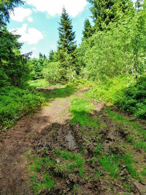 Hraniční stezka pod NPR Bukačka