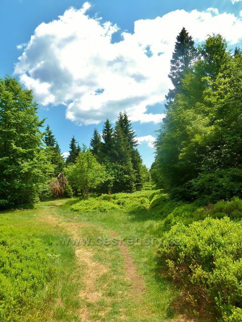 Hraniční cesta nad Skiareálem Zieleniec