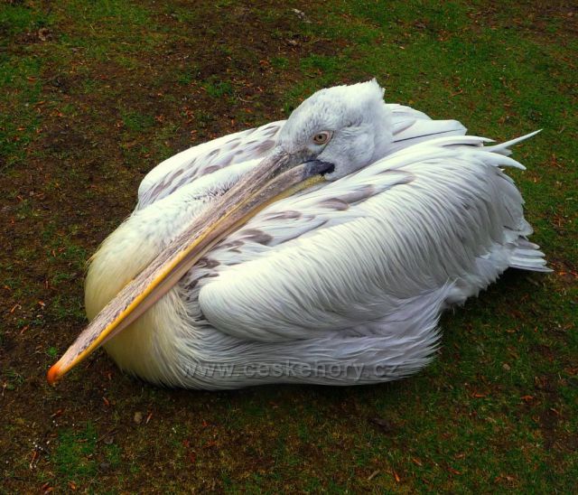 Podkrušnohorský ZOO park - pelikán
