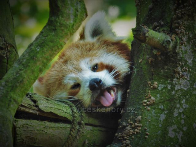 Laškovná Panda červená - Zoopark Chomutov
