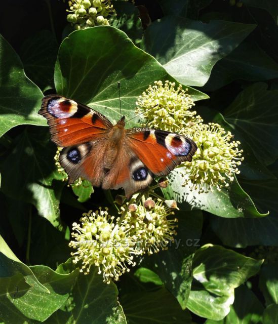 Motýlí strom kvetoucí 
v podzimním čase
Zoopark Chomutov