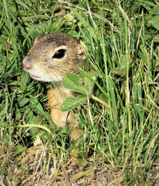 Sysel na Rané u Loun