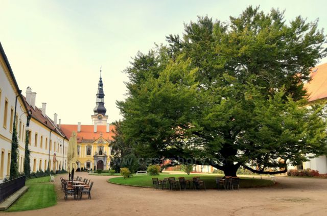 Děčín, buk na nádvoří zámku patří mezi chráněné památné stromy