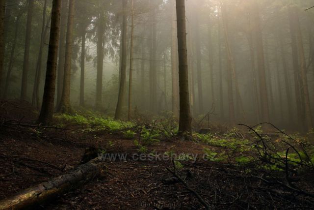 Mlhavý les pod Ještědem