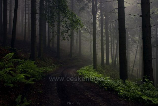 Mlhavý les pod Ještědem