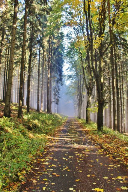 Silnička k rozcestí Nad Sršňovkou