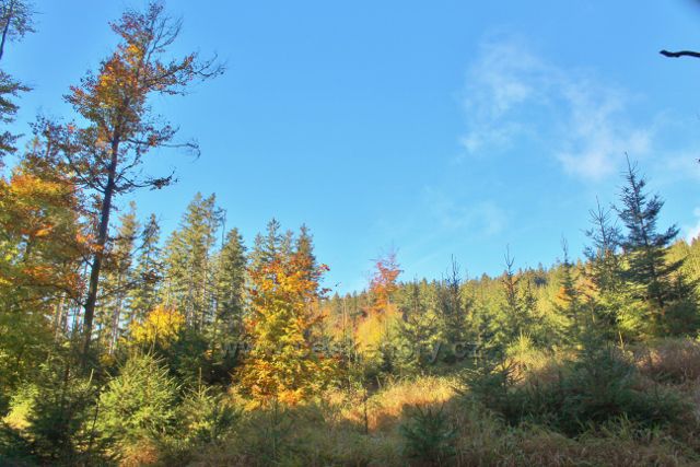 Lesní porost na úbočí Klepáče