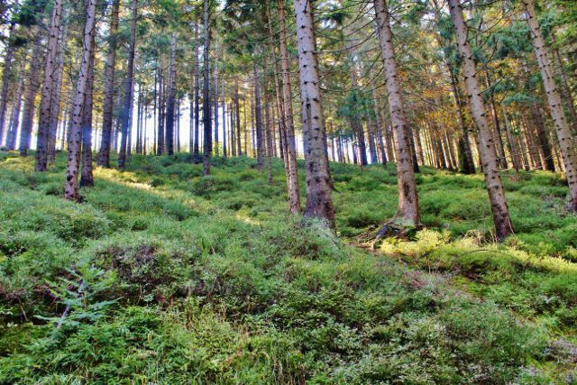 Borůvkový podrost v lesním porostu na úbočí vrchu Hleďsebe
