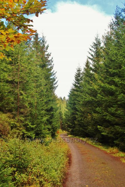 Silnička ke Zbojnické chatě