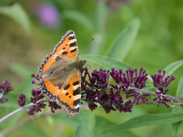 Babočka kopřivová