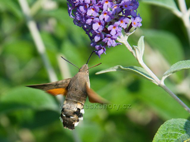 Dlouhozobka svízelová - motýl z čeledi Lišajovití
