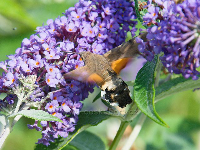 Dlouhozobka svízelová - motýl z čeledi Lišajovití