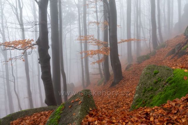 Podzimní mlhavé bučiny pod Tanvaldským Špičákem