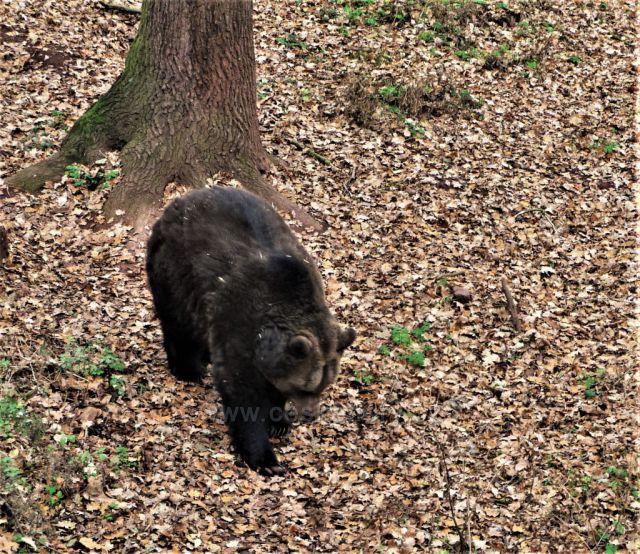 Toulky Podkrušnohorským zooparkem