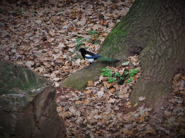 Toulky Podkrušnohorským zooparkem