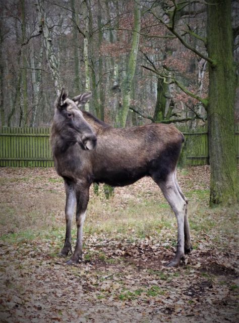 Toulky Podkrušnohorským zooparkem