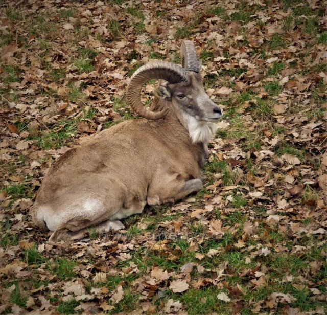 Toulky Podkrušnohorským zooparkem