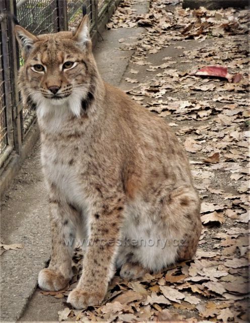 Toulky Podkrušnohorským zooparkem