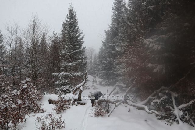 hřebenovka po neznačené