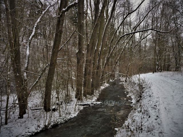 Mrazivé mokřady v Tichém údolí
(Roztoky u Prahy)