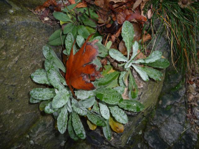 Mlžný výstup na Bořeň