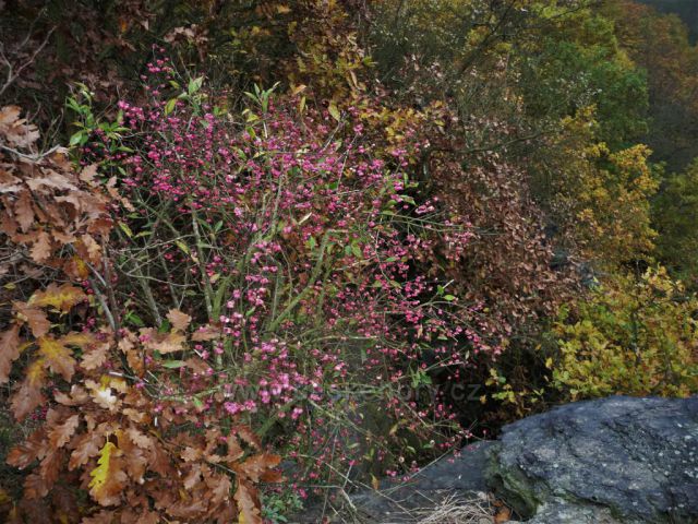 Mlžný výstup na Bořeň