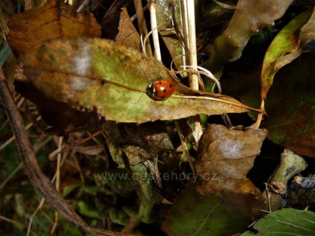 Mlžný výstup na Bořeň