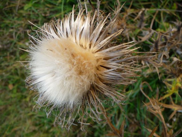 Mlžný výstup na Bořeň