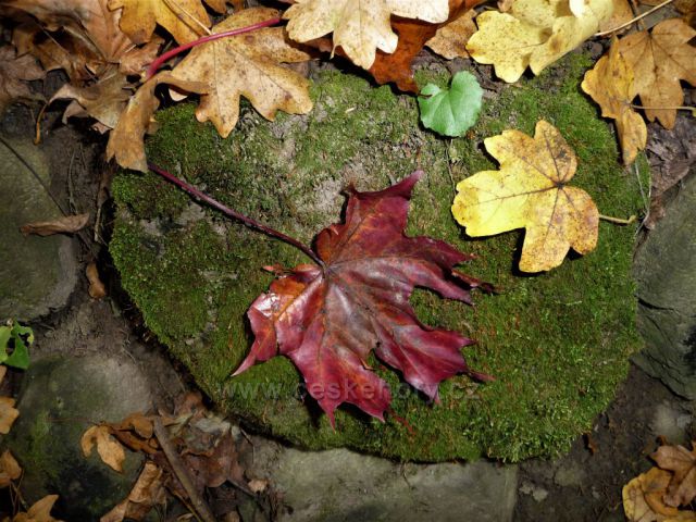 Mlžný výstup na Bořeň