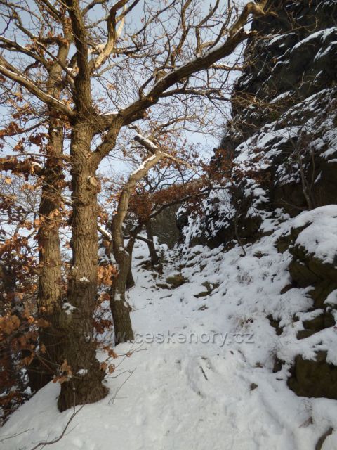 Bořeň pod sněhem