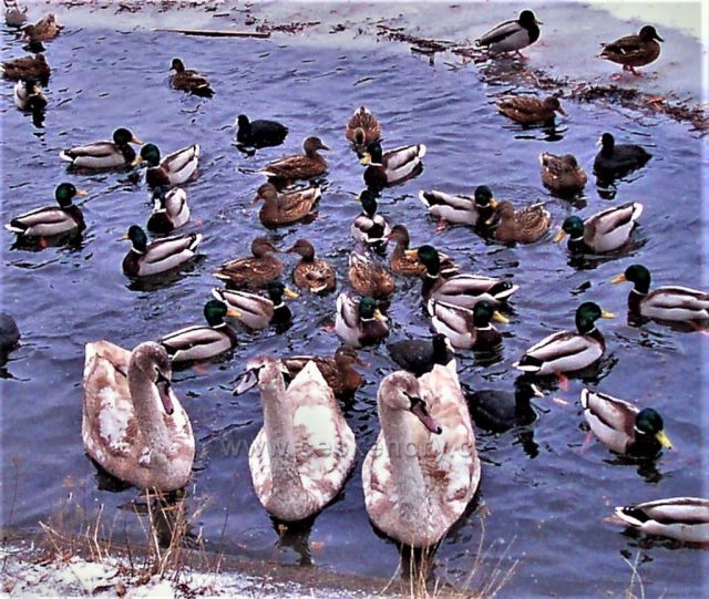Proboštovský rybník v zimě
(mladé labutě)