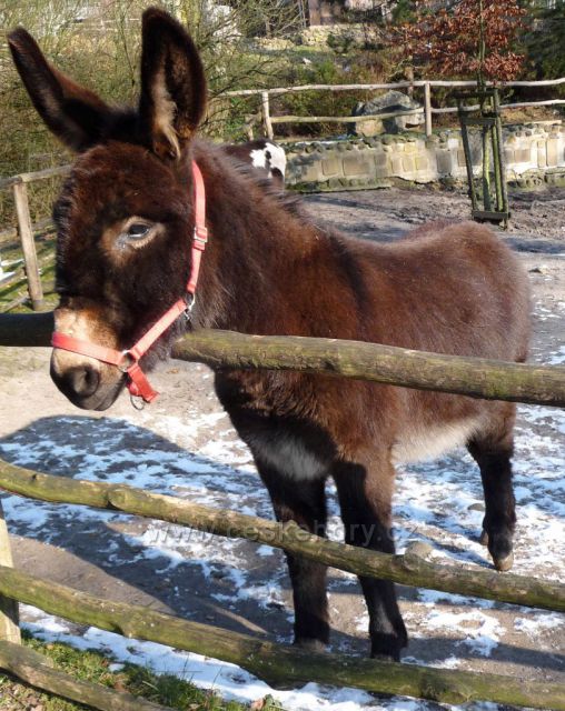 Zima v ZOO Děčín