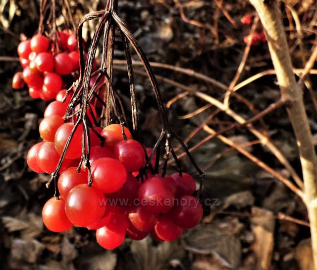 Prosincová návštěva
Zámku Nový Hrad v Jimlíně u Loun