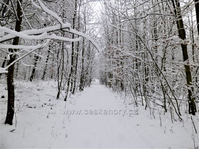 Cesta na kopec Kaňkov