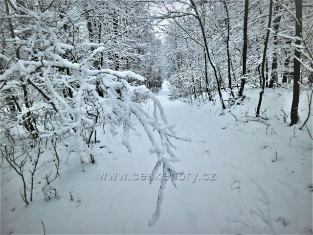 Cesta na kopec Kaňkov