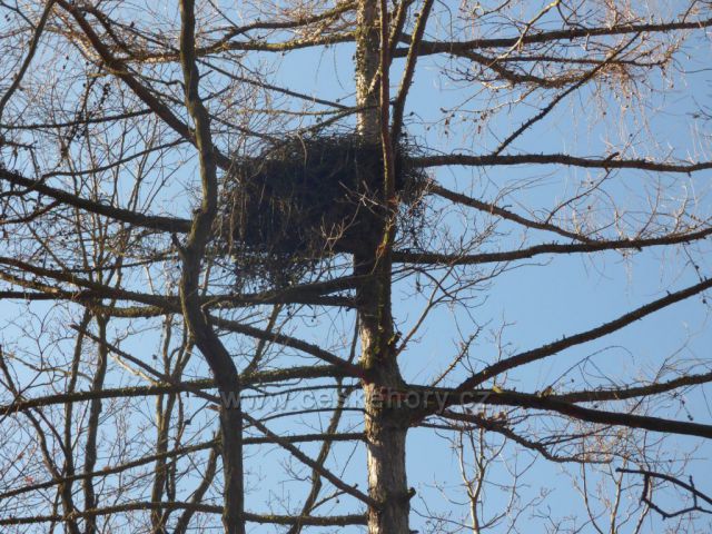 Obrovské opuštěné hnízdo
(bloudění pod Košťálovem)