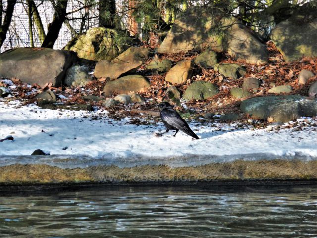 Podkrušnohorský Zoopark
(zimní toulky)