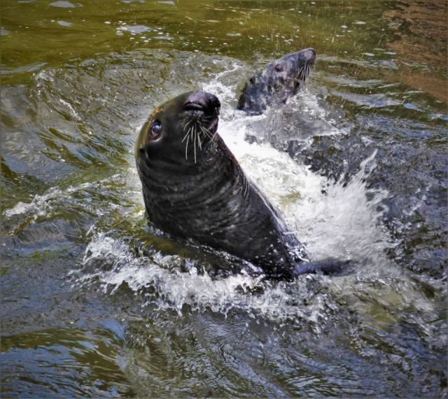 Atrakce Podkrušnohorského Zooparku
(krmení tuleňů)