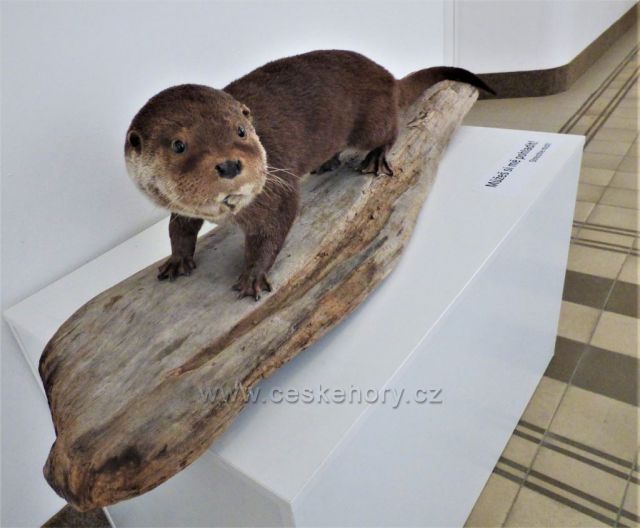 Oblastní muzeum a galerie v Mostě
(expozice k životnímu prostředí vydry říční)