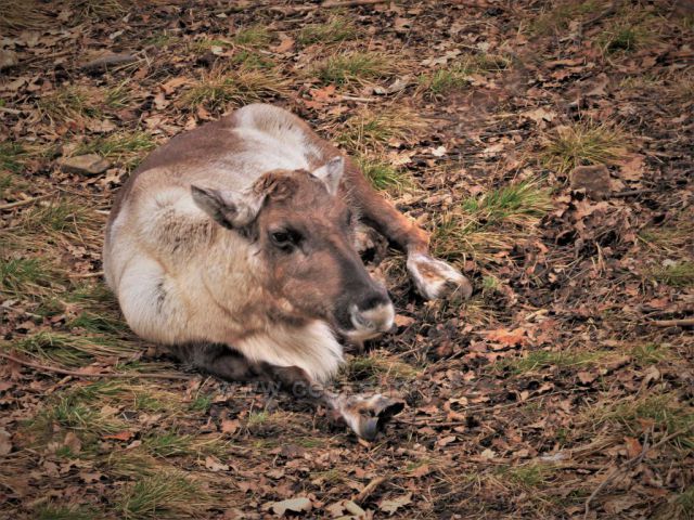 Předjaří v Podkrušnohorském Zooparku
(sob polární bez parohů)