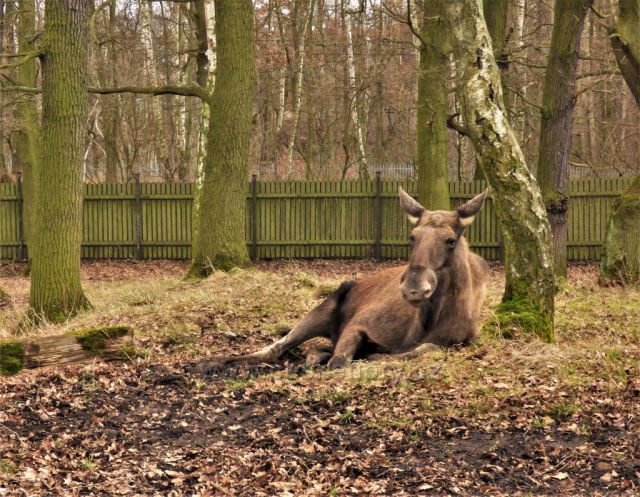 Předjaří v Podkrušnohorském Zooparku
(odpočívající los)